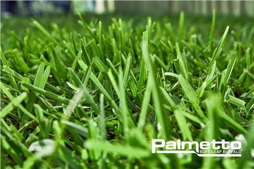 Turf Palmetto Soft Leaf Buffalo /  m2