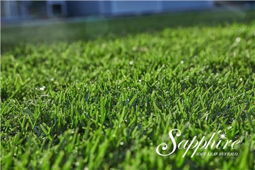 Turf Sapphire Buffalo /  m2