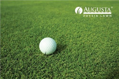 Turf Augusta Zoysia / m2