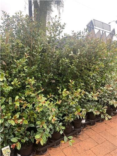 Lilly Pilly Resilience, Pot Size: 400mm