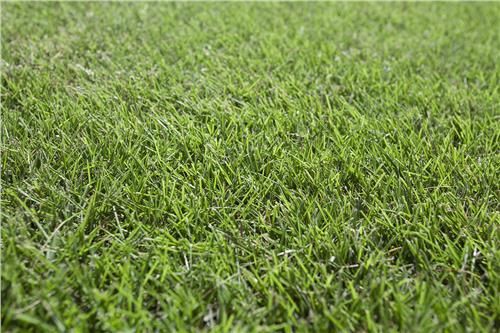 Turf Sir Grange / m2