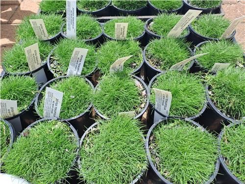 Zoysia No Mow Grass, Pot Size: 140mm
