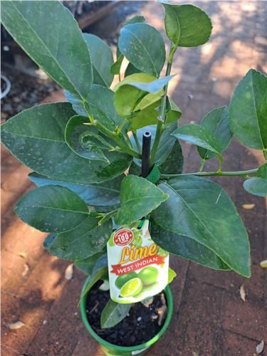 West Indian Lime 200mm