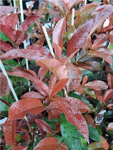 Photinia Red Robin, Pot Size: 250mm