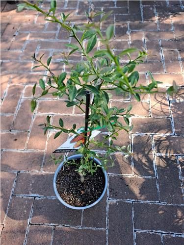 Red Centre Lime Native 200mm