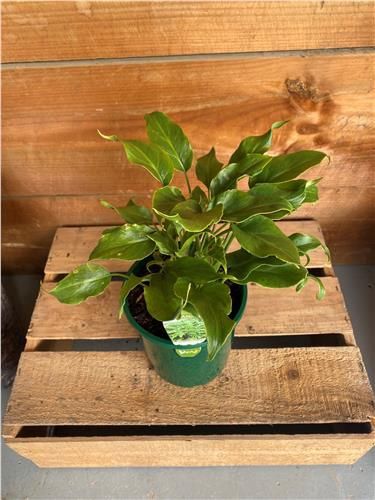 Philodendron Xanadu, Pot Size: 140mm