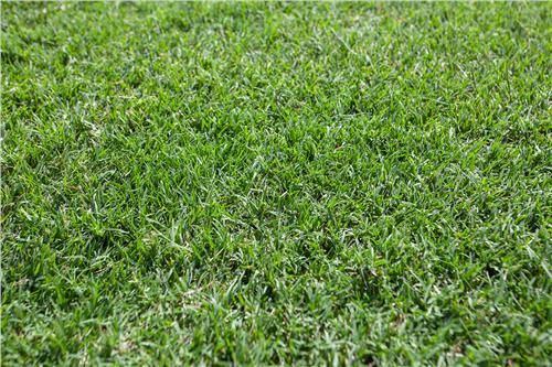 Turf Nullarbor Couch /m2