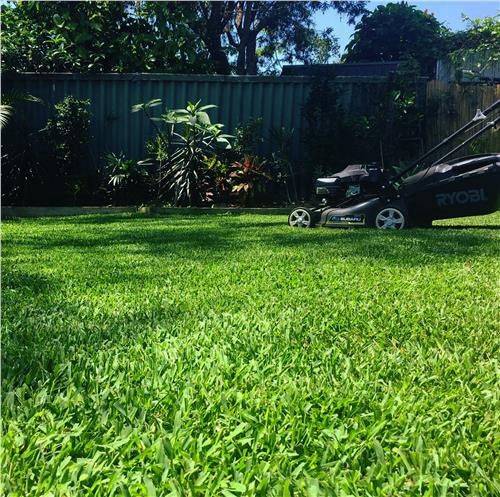 Turf Sir Walter Buffalo / m2