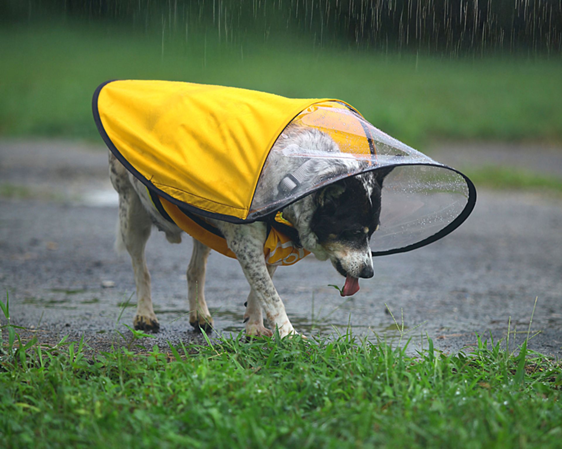 Dog Rain Canopy Gear