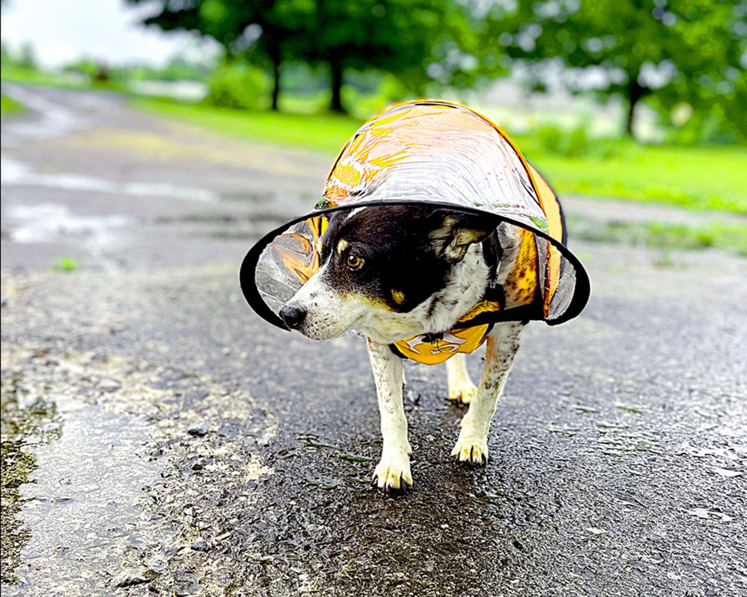 Dog Rain Canopy Gear