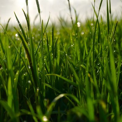 Turf & Grass Seed
