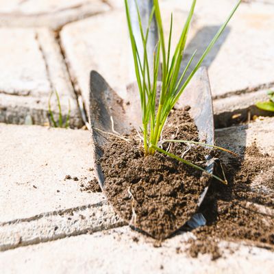 Weed Suppression