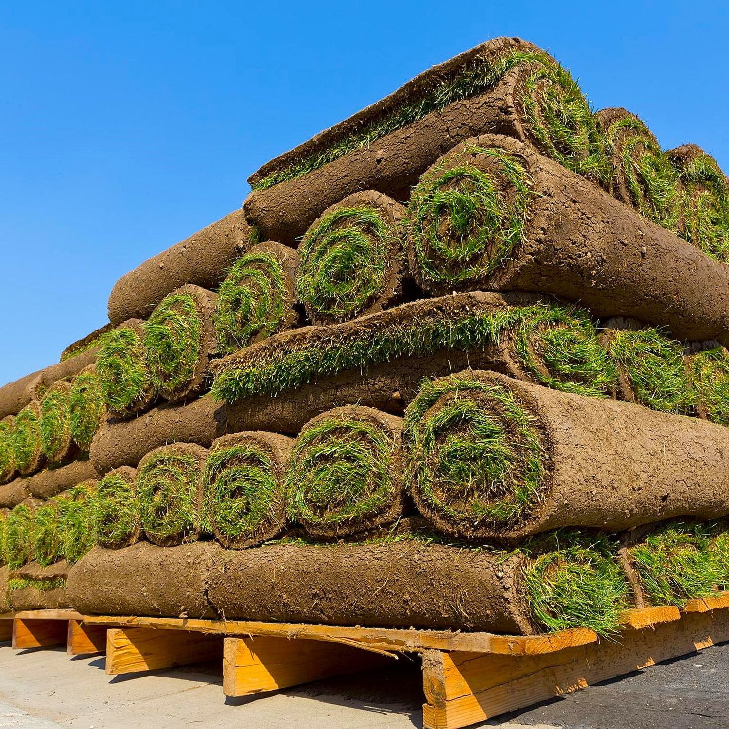 Roll Out Turf Roll Out Turf