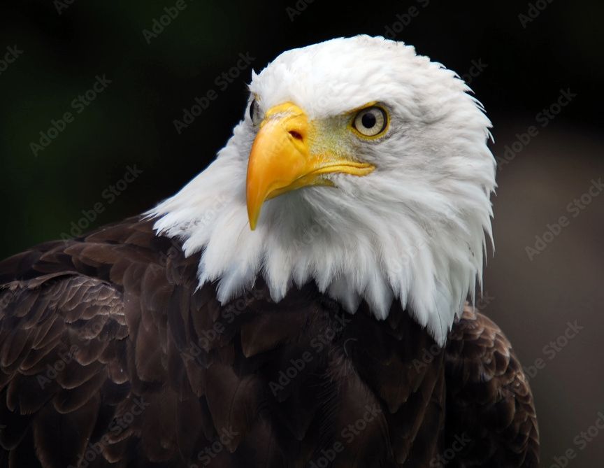 Bald Eagle Bald Eagle