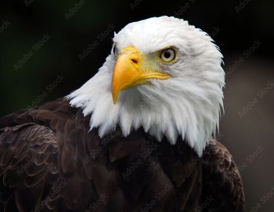 Bald Eagle Bald Eagle