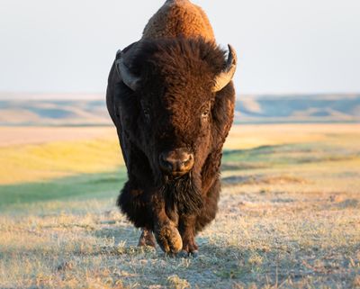 Bison Bison