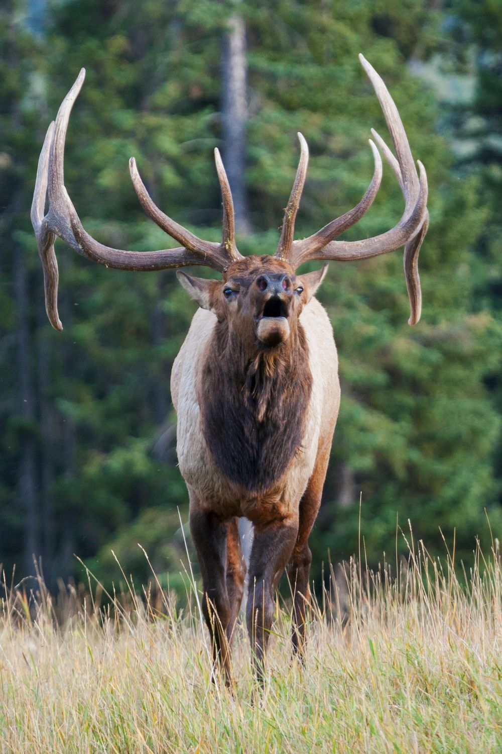 Elk Elk