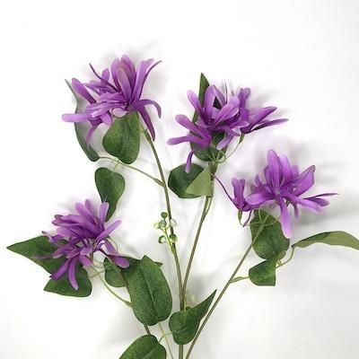 Lilac Honeysuckle 70cm