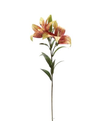 Asiatic Lily (large)