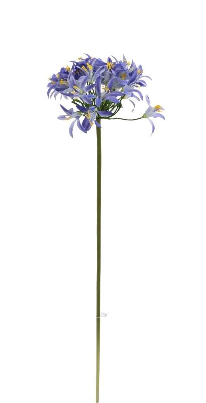 Blue Agapanthus 80cm