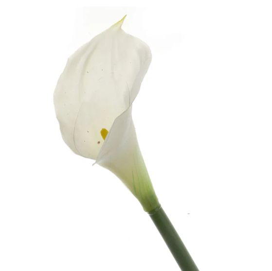 Calla Lily