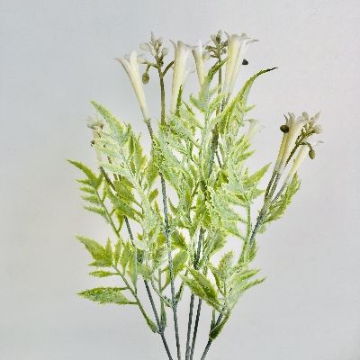 White Honeysuckle Bush 34cm