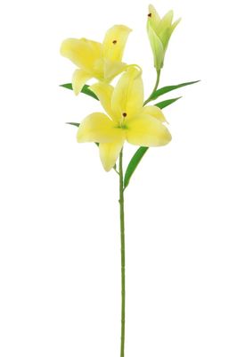 Asiatic Lily (large)