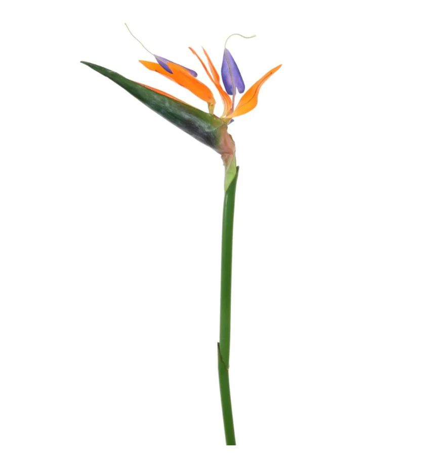 Bird Of Paradise (large)