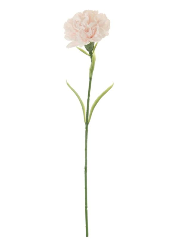Carnation