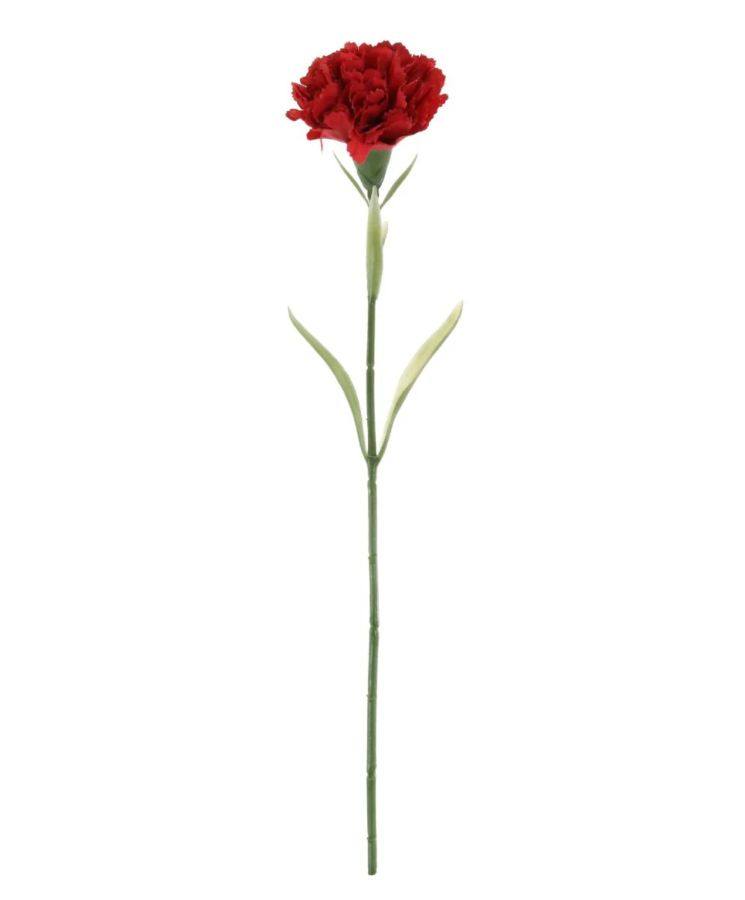 Carnation Stem