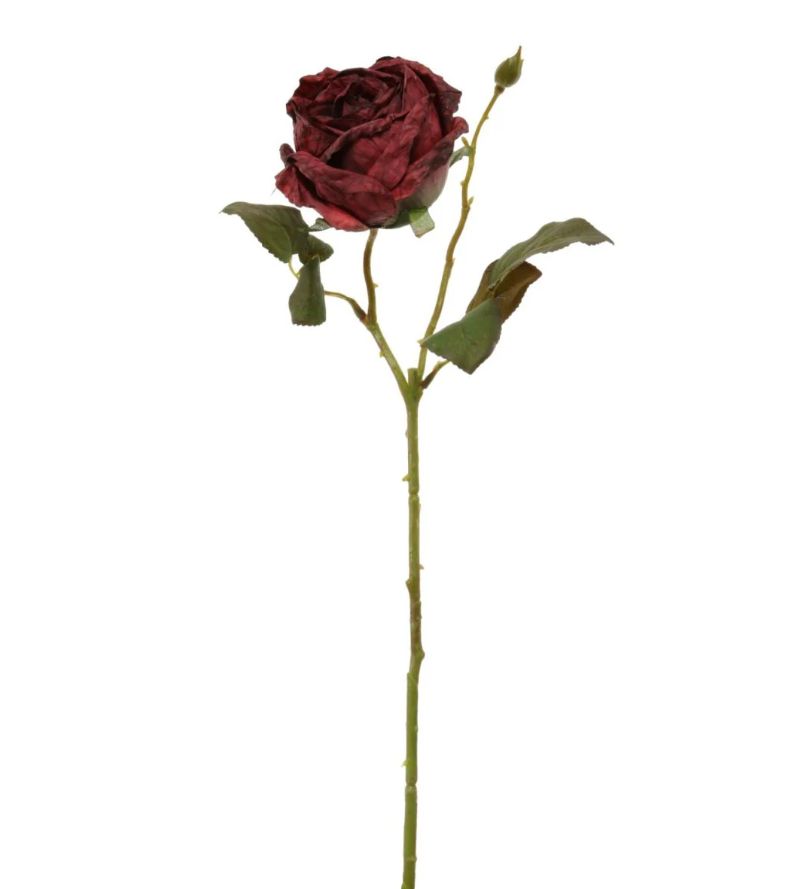 Dried Touch Single Valera Rose