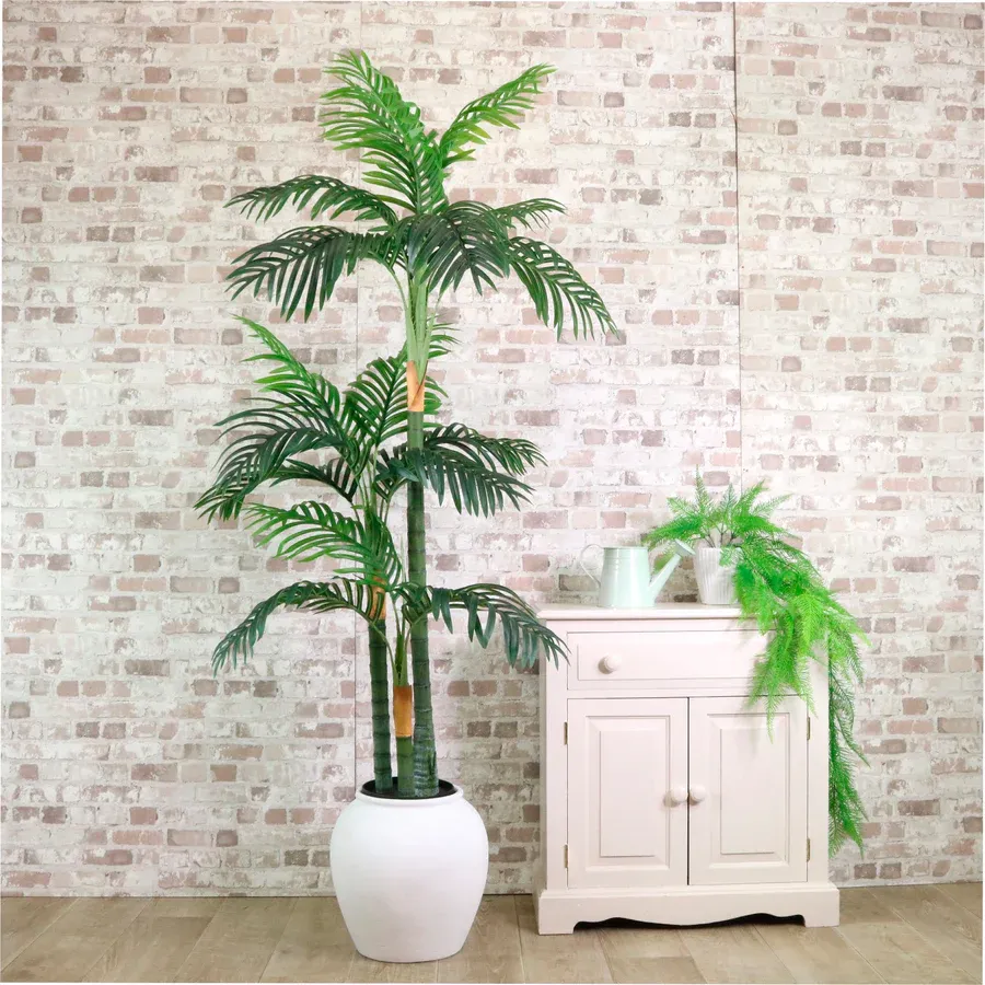 Kentia Palm 180cm