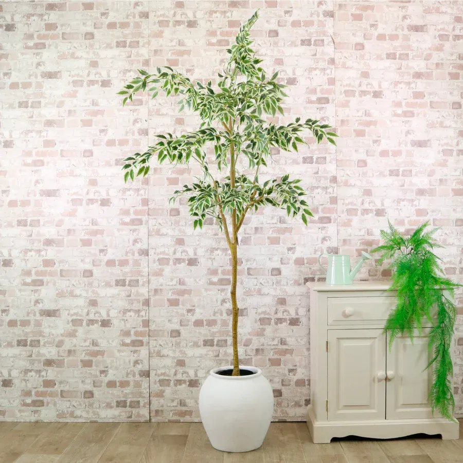 Potted French Ficus Tree Variegated 170cm