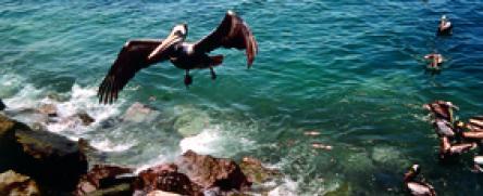 Islas Ballestas