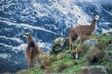 Huaraz
