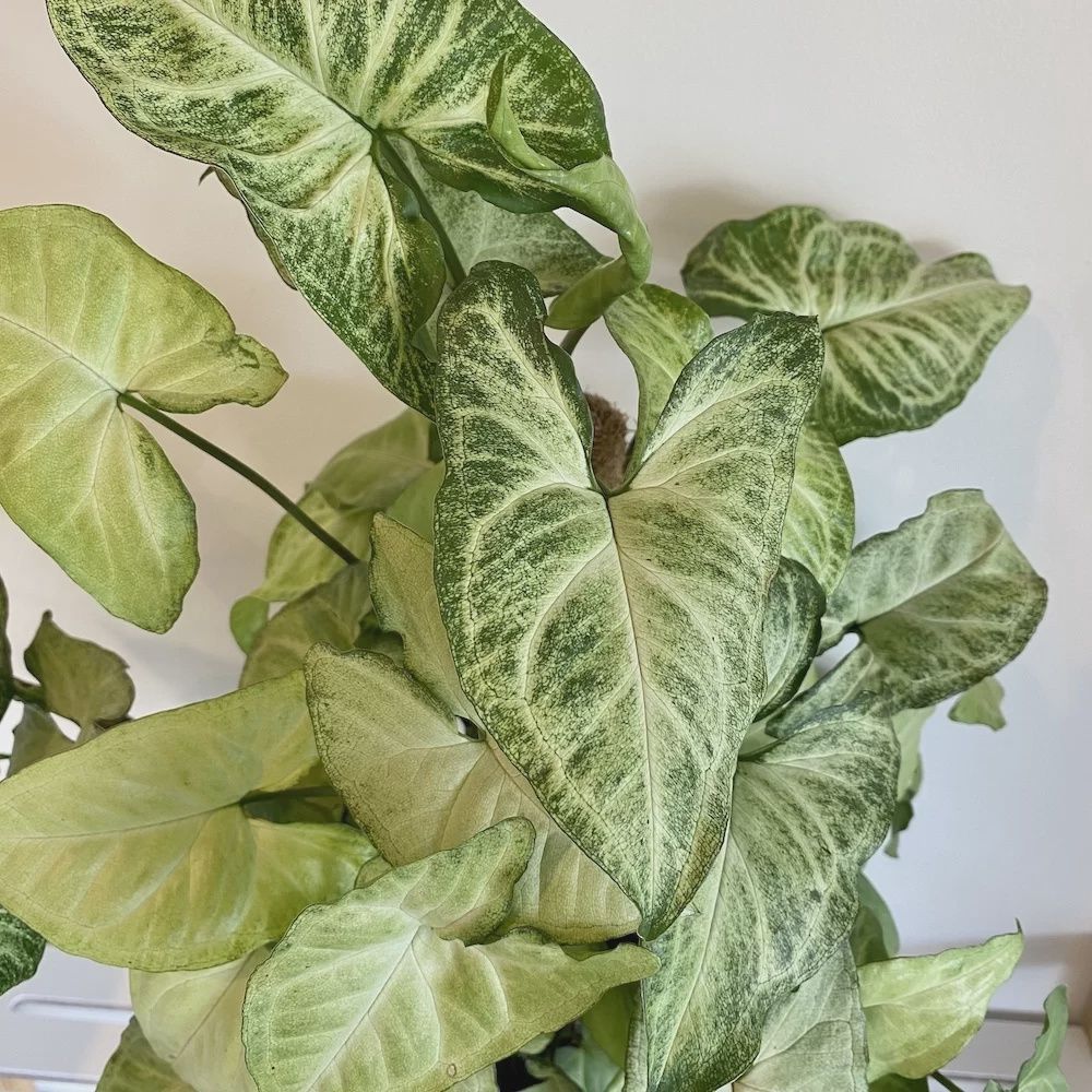 Syngonium ‘White Butterfly’ – 140mm