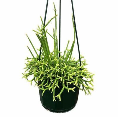 RHIPSALIS Collection - Hanging Basket