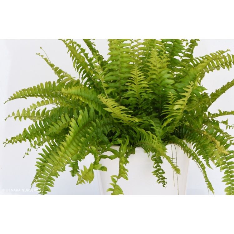 “Boston Blue Bell Fern - Nephrolepsis- 14cm