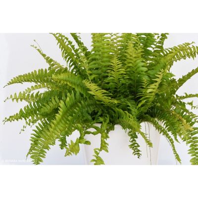 “Boston Blue Bell Fern - Nephrolepsis- 14cm
