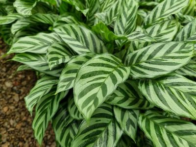 Calathea Freddy - 140mm