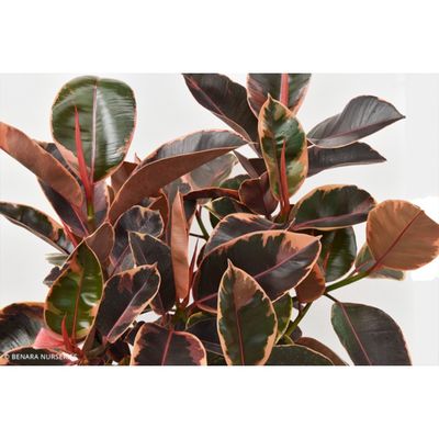 Ficus elastica ‘Ruby’ (Rubber plant) – 250mm