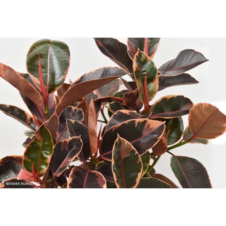 Rubber Tree - FICUS ELASTICA - RUBY - 30cm