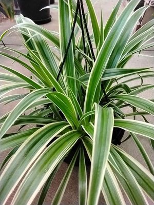 Chlorophytum 'White Edge Spider Plant ' 270mm Hanging Basket
