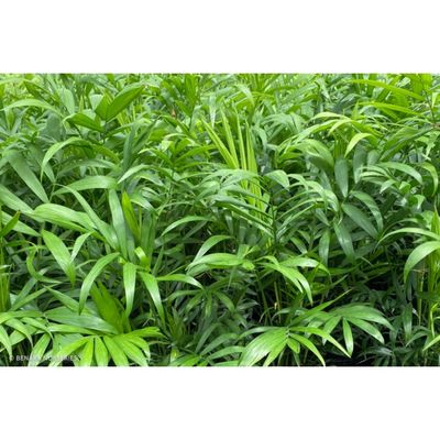 CHAMAEDOREA elegans (Parlour Palm) 18cm