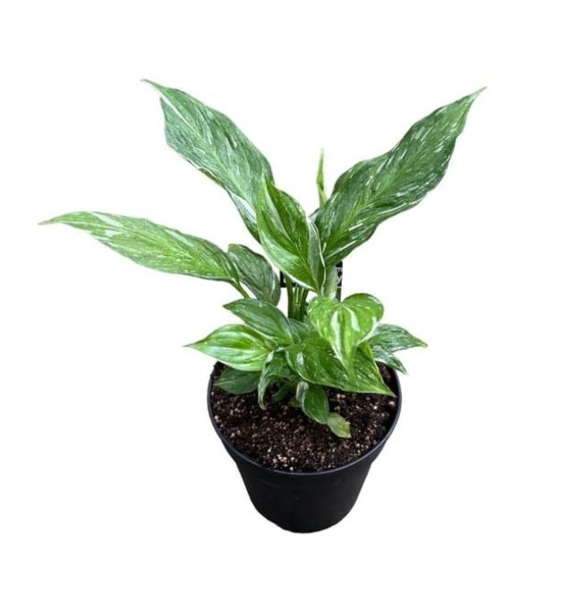 (Peace Lily) Spathiphyllum Variegated - 120mm