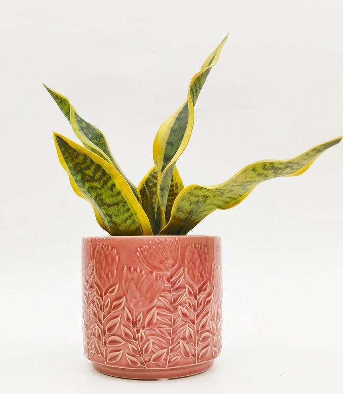 Protea Planter Pink