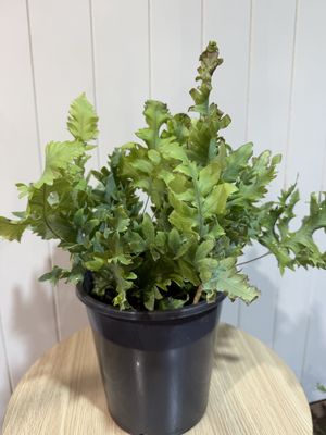 PHLEBODIUM aureum Davana - Fern -18cm