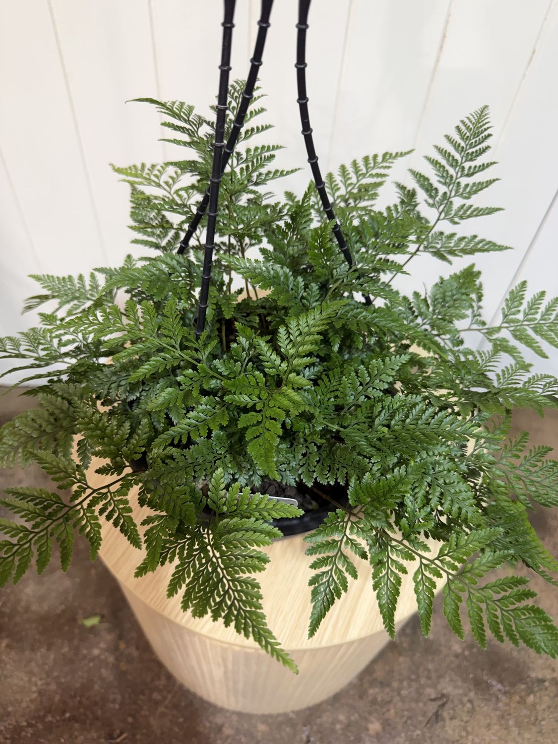 Davallia – Hare’s Foot Fern (Hanging Basket)