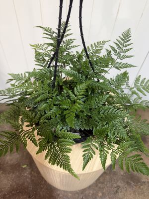 Davallia – Hare’s Foot Fern (Hanging Basket)