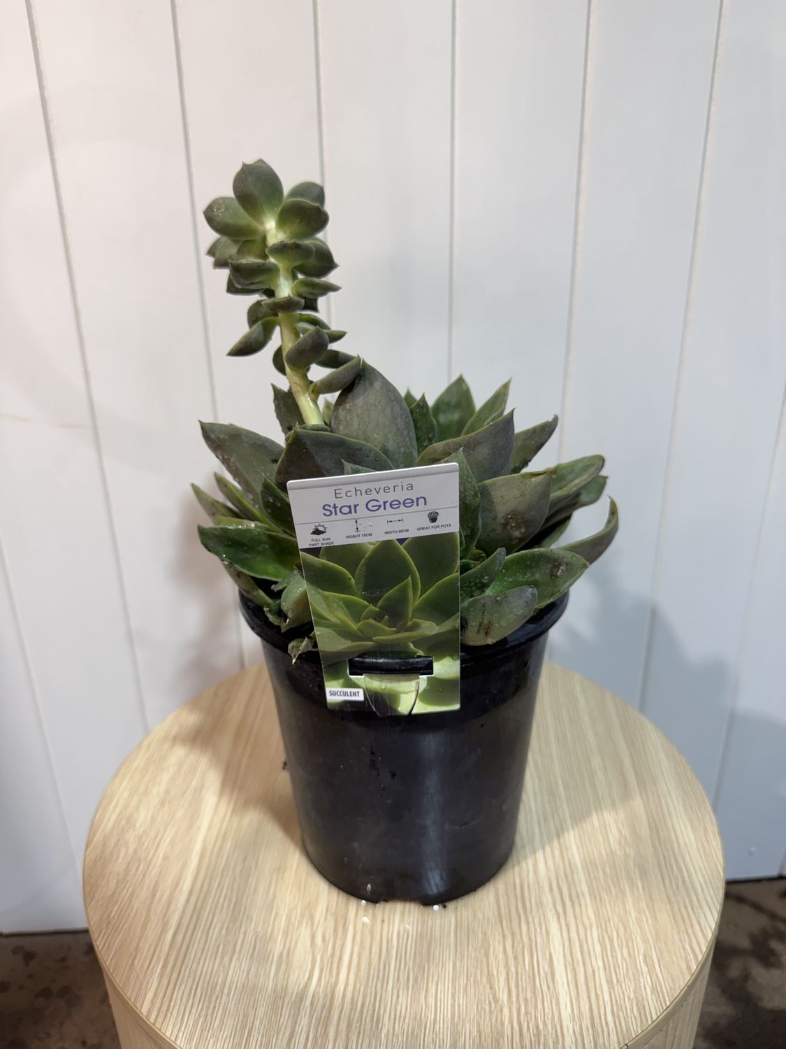 ECHEVERIA Star Green (succulent) - 17cm